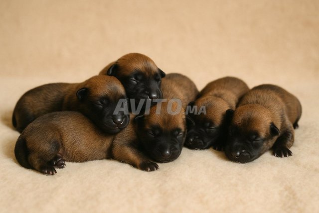 جراء مالينو 20 يوم