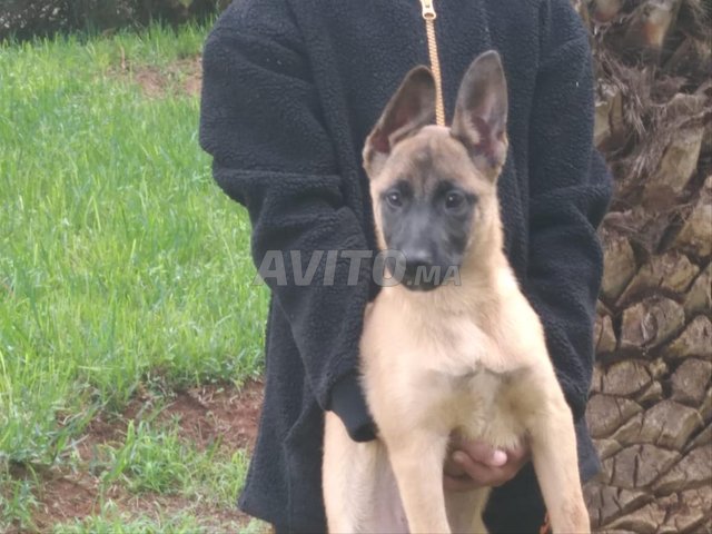 أنثى مالي أويس كلاسيكية