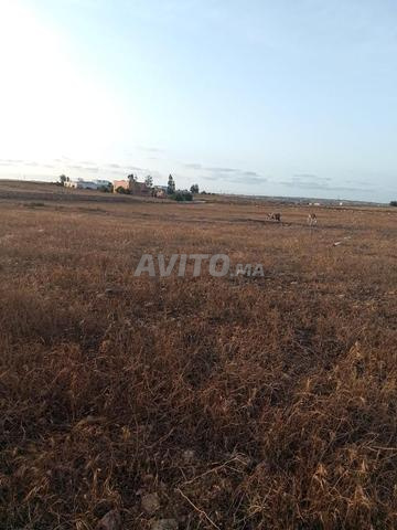 17 Khaddam titre avec maison, à 25 km d'El Jadida