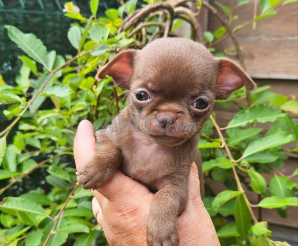 تشيواوا bébé