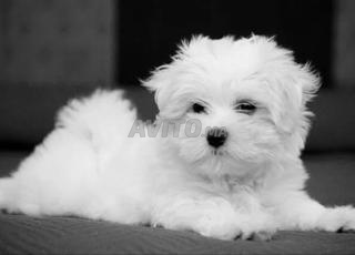 bichon maltais chiot