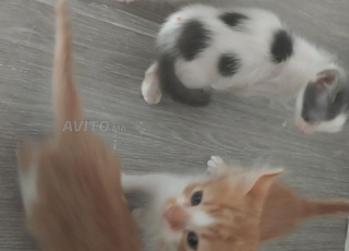 4 Bébé Chatons