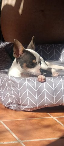 تشيواوا أنثى أصيلة