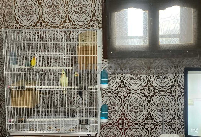 4 طيور زوج مع قفص كبير