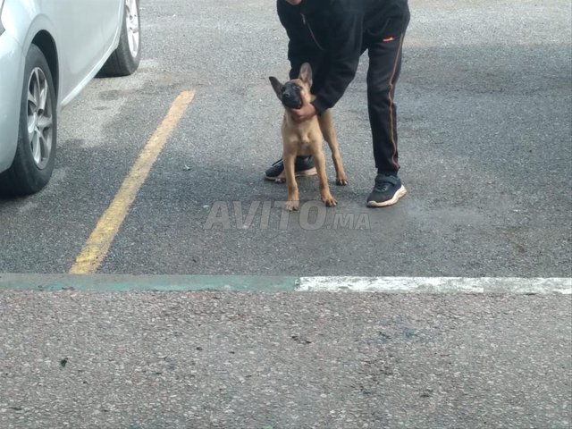 أنثى جراء مالينو