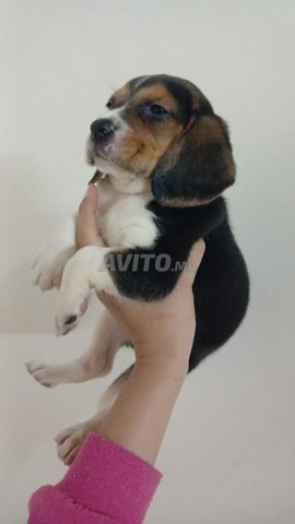 جرو بيغل أصيل