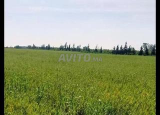 سبعة هكتارات للبيع قرب مجال الحضاري