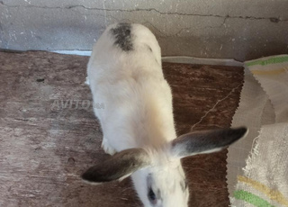 Lapin femelle à vendre, 7 mois, en bonne santé