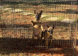 Berger Belge Malinois