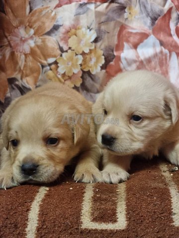 جرو لابرادور