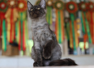 مين كون للبيع مع شهادة النسب