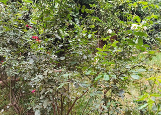 Villa 6 chambres route sidi abdelahghiate