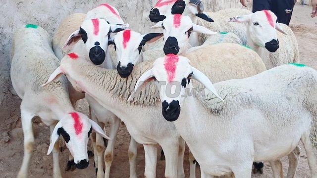 حولية صردية جميلة