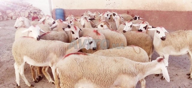 صباح الخير، توجد 30 حولية صردية مليحة صارة