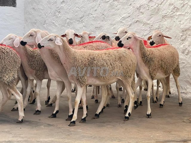 حولية صردية مليحة ضارة