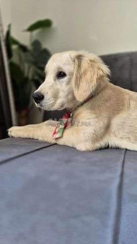 جولدن ريتريفر