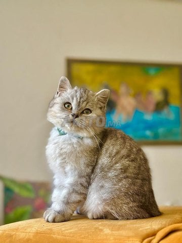 Chat British Silver – Pure Lignée, Élevage Maison