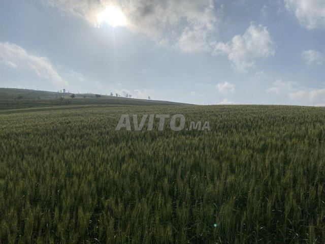 Fès: Terrain agricole enregistré de 85 hectares à vendre