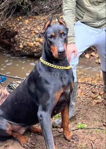 أنثى دوبرمان