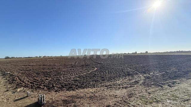 1.15 ha titré à Benslimane ain laksab - 2