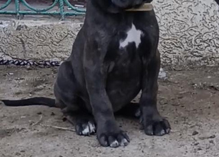 Femelle cane corso