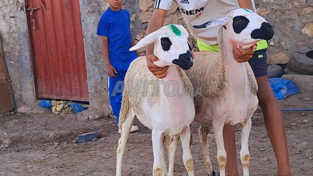 المليح كينة 30 حولية صردية