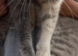 Élevage à vendre persan