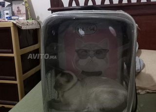 Chat siamo avec sac pour chat