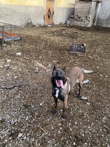 الفقيه بن صالح أولاد مراح سيدي عيسى بن علي