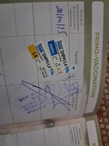 كلب بودل للبيع