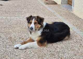 Grosse récompense, sans question. Ramenez-moi la chienne.