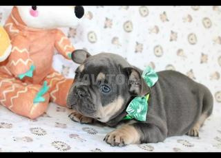 بولدوج بلو تان