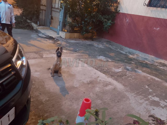 جراء مالينو كلاسيكية