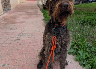 drahthaar 1an et 6 mois