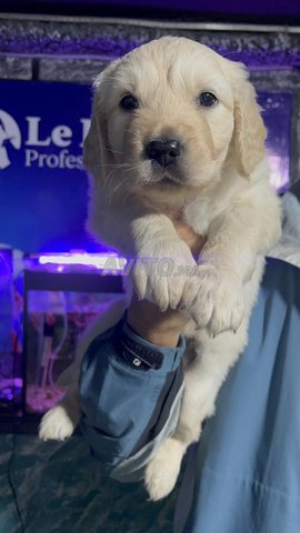 جولدن ريتريفر