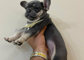 Chiots bulldog francais exotique