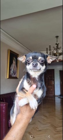 تشيهواهوا ميكس سبيتز