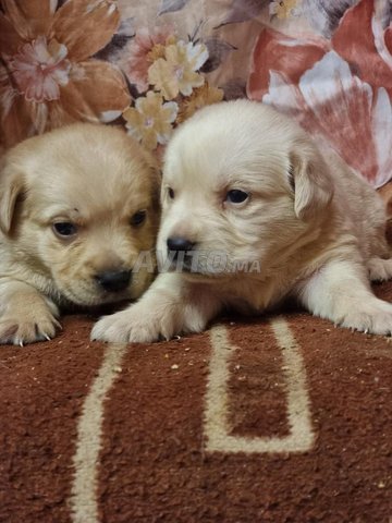 جرو لابرادور