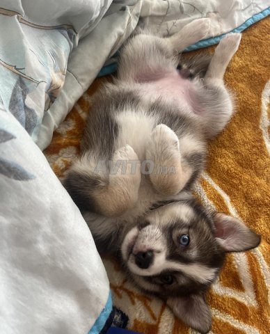 Chiot Husky