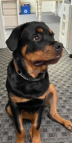 كلب روتويلر 8 أشهر