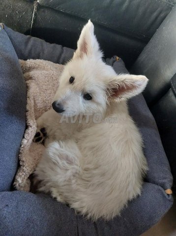 جراء الراعي السويسري الأبيض