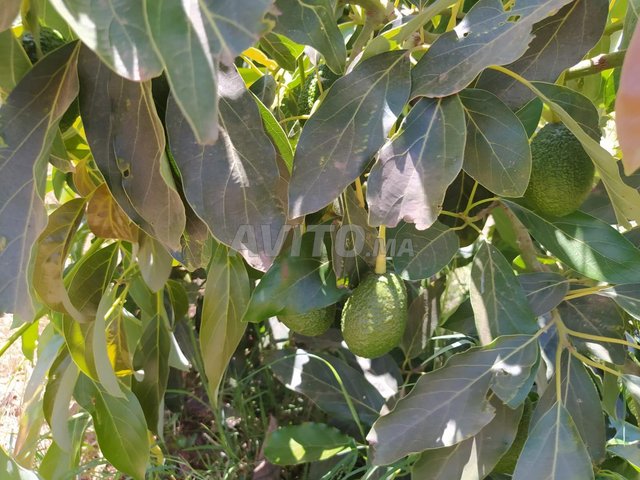 مزرعة للبيع 11000م