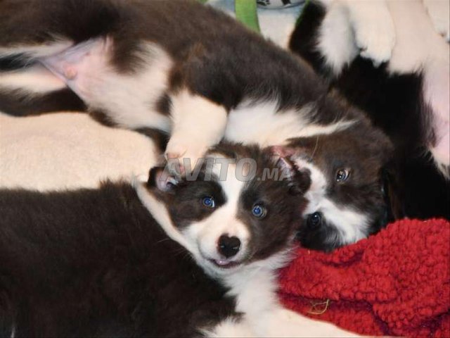chiots border collie