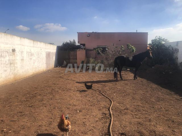 مزرعة صغيرة للبيع - 2