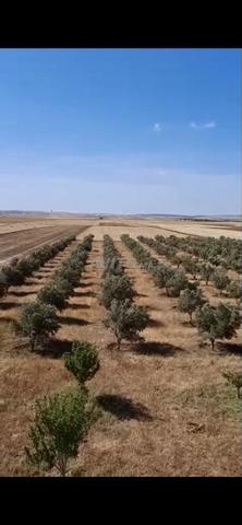 URGENT - Terrain Agricole a Vendre a Berrechid