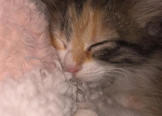 Chaton femelle à vendre gratos