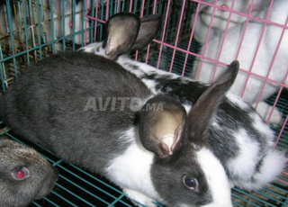 أرانب إحلال للبيع عمر شهرين