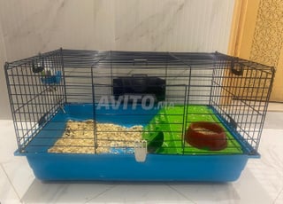 cochon d'inde avec une grande cage