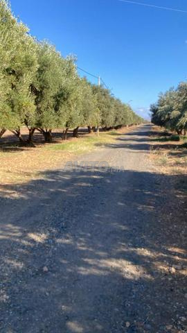 زيت زيتون بكر ممتاز ، مصدق / onssa