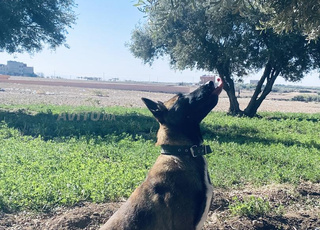 Fkih Ben Salah Ouled Mrah Sidi Aissa